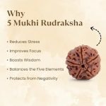 5 Mukhi Rudraksha (Certified & Authentic) - Image 4
