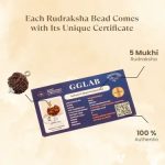 5 Mukhi Rudraksha (Certified & Authentic) - Image 3