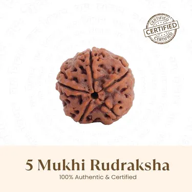 5 Mukhi Rudraksha (Certified & Authentic)